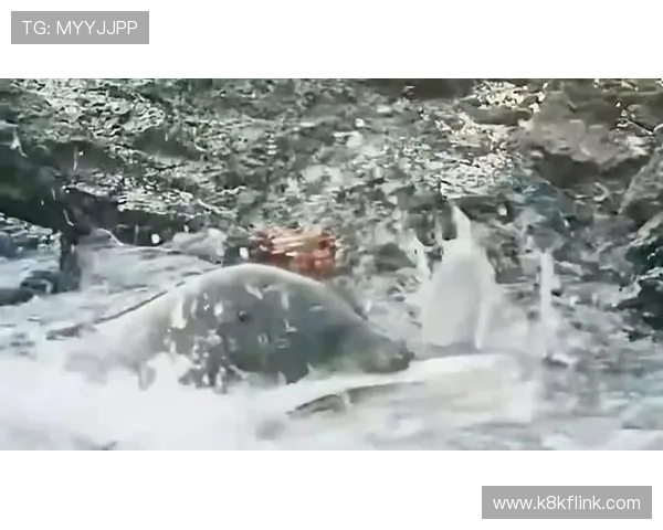 K8捕鱼技巧大全帮助新手快速上手高效捕鱼的实用经验分享 K8捕鱼技巧大全帮助新手快速上手高效捕鱼的实用经验分享